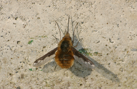 Wollschweber (Bombylius major) - © Emanuel Trummer